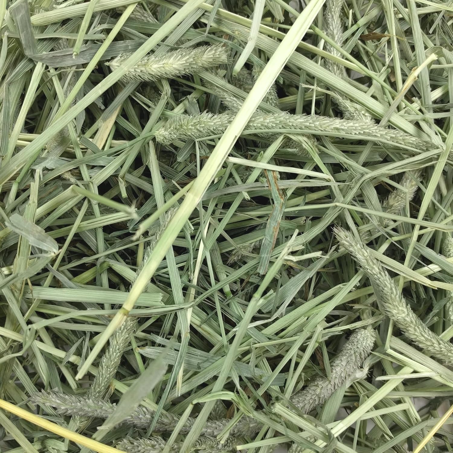 Animal Health Western Timothy Hay - All Natural Hay for Rabbits, Guinea Pigs, Chinchillas, Hamsters & Gerbils -Veterinarian Recommended- Grown in the USA-90 Oz.
